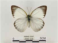 淡褐脈粉蝶藏品圖，第1張