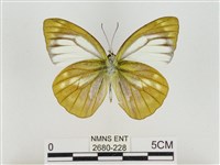 淡褐脈粉蝶藏品圖，第2張