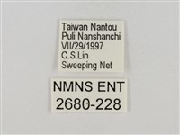 淡褐脈粉蝶藏品圖，第3張