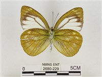 淡褐脈粉蝶藏品圖，第2張