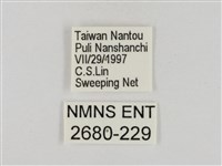 淡褐脈粉蝶藏品圖，第3張