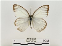 淡褐脈粉蝶藏品圖，第1張