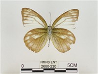 淡褐脈粉蝶藏品圖，第2張