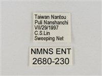 淡褐脈粉蝶藏品圖，第3張