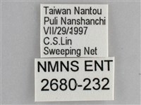 網絲蛺蝶、石牆蝶藏品圖，第3張