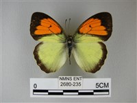 異粉蝶、雌白黃蝶藏品圖，第1張