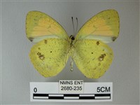 異粉蝶、雌白黃蝶藏品圖，第2張