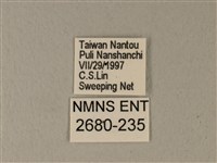 異粉蝶、雌白黃蝶藏品圖，第3張