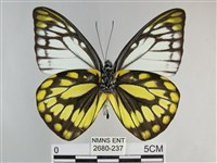 鋸粉蝶藏品圖，第2張