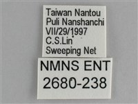 鋸粉蝶藏品圖，第3張