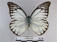 鋸粉蝶藏品圖，第1張