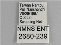 鋸粉蝶藏品圖，第3張