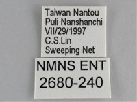 鋸粉蝶藏品圖，第3張