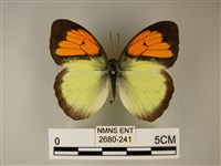 異粉蝶、雌白黃蝶藏品圖，第1張