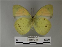 異粉蝶、雌白黃蝶藏品圖，第2張