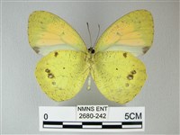 異粉蝶、雌白黃蝶藏品圖，第2張