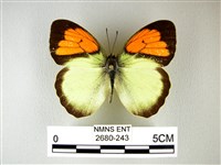 異粉蝶、雌白黃蝶藏品圖，第1張