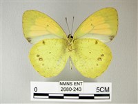 異粉蝶、雌白黃蝶藏品圖，第2張