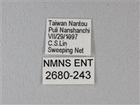 異粉蝶、雌白黃蝶藏品圖，第3張