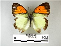 異粉蝶、雌白黃蝶藏品圖，第1張