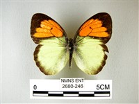 異粉蝶、雌白黃蝶藏品圖，第1張