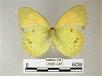 異粉蝶、雌白黃蝶藏品圖，第2張