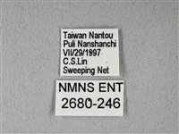 異粉蝶、雌白黃蝶藏品圖，第3張