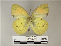 異粉蝶、雌白黃蝶藏品圖，第2張