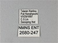 異粉蝶、雌白黃蝶藏品圖，第3張