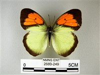 異粉蝶、雌白黃蝶藏品圖，第1張