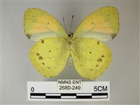 異粉蝶、雌白黃蝶藏品圖，第2張