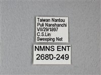 異粉蝶、雌白黃蝶藏品圖，第3張