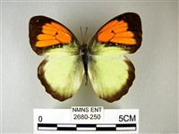 異粉蝶、雌白黃蝶藏品圖，第1張