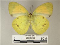 異粉蝶、雌白黃蝶藏品圖，第2張