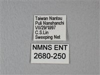 異粉蝶、雌白黃蝶藏品圖，第3張