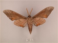 栗六點天蛾藏品圖，第2張