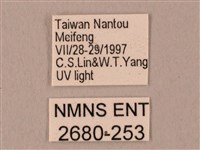 栗六點天蛾藏品圖，第3張