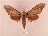 栗六點天蛾藏品圖，第1張