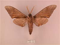 栗六點天蛾藏品圖，第2張