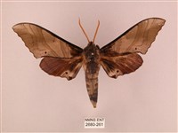 栗六點天蛾藏品圖，第1張