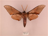 栗六點天蛾藏品圖，第2張