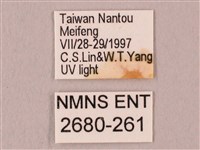 栗六點天蛾藏品圖，第3張