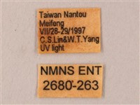 栗六點天蛾藏品圖，第3張