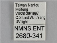 基褐刺蛾藏品圖，第3張