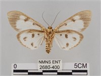 長斑擬燈蛾藏品圖，第2張