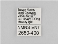 長斑擬燈蛾藏品圖，第3張