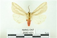 赭新污燈蛾藏品圖，第1張