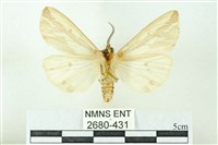 赭新污燈蛾藏品圖，第2張