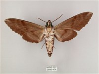 粗斜紋天蛾藏品圖，第2張