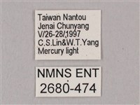 粗斜紋天蛾藏品圖，第3張